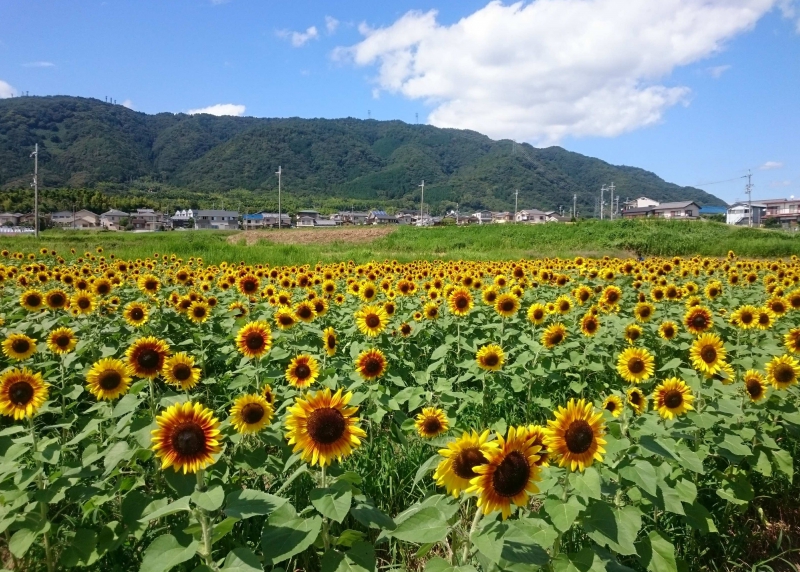 え 今頃ひまわり大原野 京都府京都市西京区大原野灰方町 京都府京都市西京区大原野北春日町1667番地 ひまわり畑ネット