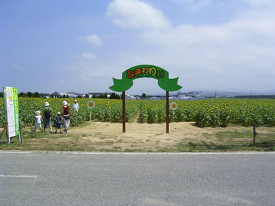 河北潟干拓地ひまわり村 石川県河北郡津幡町 ひまわり畑ネット