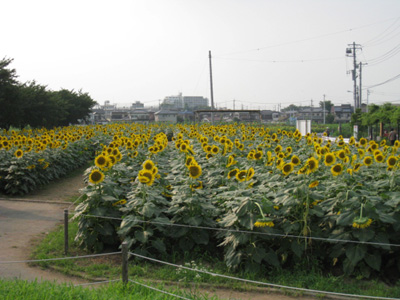 ひまわり畑一覧 関東 ひまわり畑ネット