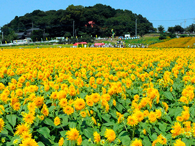 あけのひまわりフェスティバル 茨城県筑西市宮山地区 宮山ふるさとふれあい公園周辺 ひまわり畑ネット