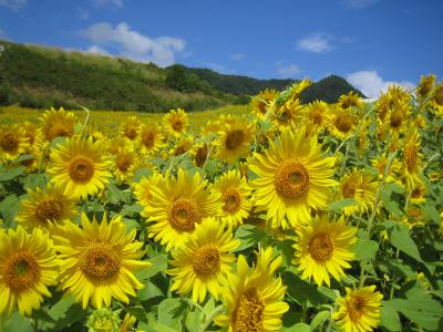 三ノ倉高原ひまわり畑 福島県喜多方市熱塩加納町相田字北権現森甲857 6 ひまわり畑ネット