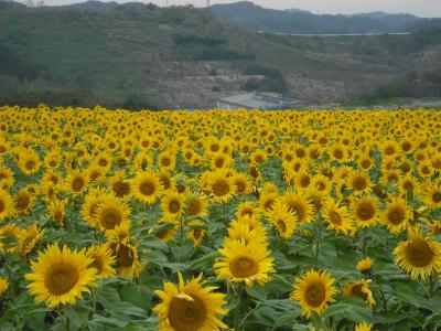 観光農園 花ひろば 愛知県知多郡南知多町大字豊丘字高見台４８ ひまわり畑ネット