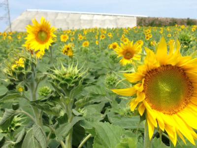 観光農園 花ひろば 愛知県知多郡南知多町大字豊丘字高見台４８ ひまわり畑ネット