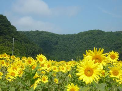 君田のひまわり畑 広島県三次市君田町藤兼 ひまわり畑ネット