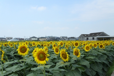 仏生山ファーム ひまわり畑 香川県高松市仏生山町甲4 2 周辺 ひまわり畑ネット