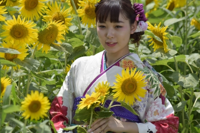 たんとう花公園 ひまわり畑 兵庫県豊岡市但東町畑山 ひまわり畑ネット