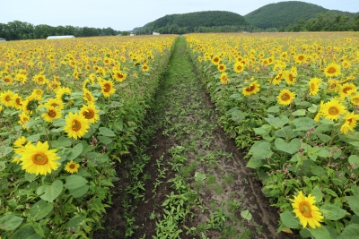 網走市大曲湖畔園地 北海道網走市字三眺２５番 ひまわり畑ネット