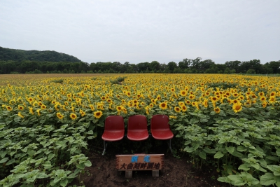 網走市大曲湖畔園地 北海道網走市字三眺２５番 ひまわり畑ネット