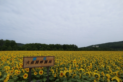 網走市大曲湖畔園地 北海道網走市字三眺２５番 ひまわり畑ネット