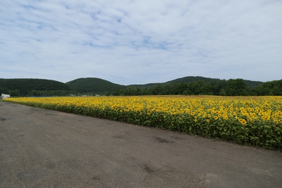 網走市大曲湖畔園地 北海道網走市字三眺２５番 ひまわり畑ネット