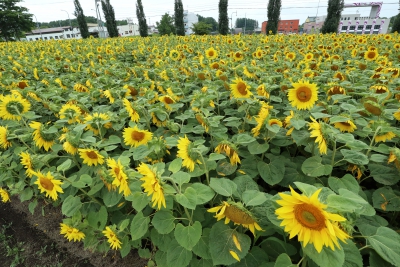 大空町ひまわり畑 北海道網走郡大空町 各地 ひまわり畑ネット