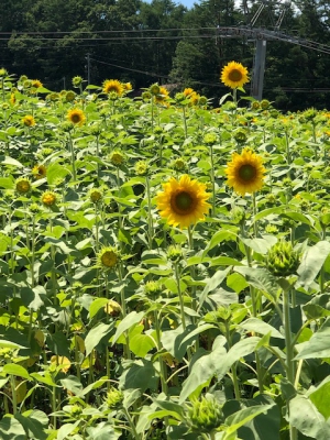 アルコピアひまわり園 岐阜県高山市久々野町無数河 ひだ舟山スノーリゾートアルコピア ひまわり畑ネット