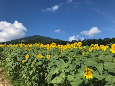 アルコピアひまわり園 岐阜県高山市久々野町無数河 ひだ舟山スノーリゾートアルコピア ひまわり畑ネット