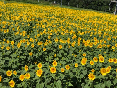 アルコピアひまわり園 岐阜県高山市久々野町無数河 ひだ舟山スノーリゾートアルコピア ひまわり畑ネット