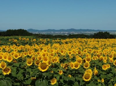 月山高原ひまわり畑 山形県鶴岡市羽黒町川代字東増川山47 1687 ひまわり畑ネット