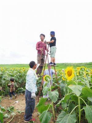 熱いぞ 太陽の花 ひまわり迷路で誰かを笑顔に 埼玉県熊谷市妻沼小島 地域内に１０か所程度 ひまわり畑ネット