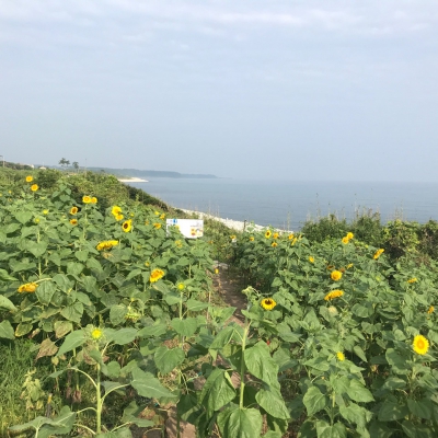 鳴り石の浜ひまわり畑 鳥取県東伯郡琴浦町赤碕1929 11 ひまわり畑ネット