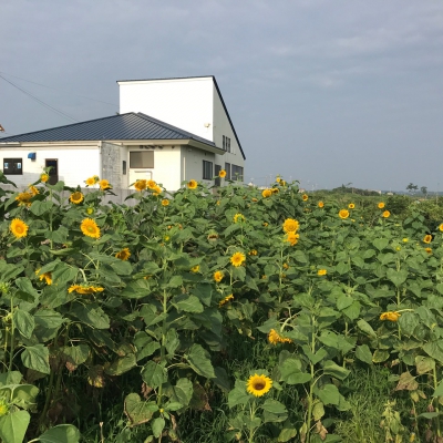 鳴り石の浜ひまわり畑 鳥取県東伯郡琴浦町赤碕1929 11 ひまわり畑ネット