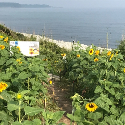 鳴り石の浜ひまわり畑 鳥取県東伯郡琴浦町赤碕1929 11 ひまわり畑ネット