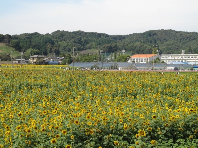 源氏の里ひまわり祭り 静岡県袋井市友永 三川地区 ひまわり畑ネット