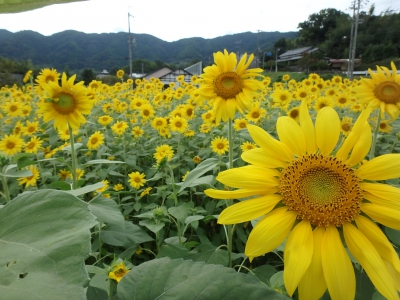 ひまわり畑一覧 関西 ひまわり畑ネット